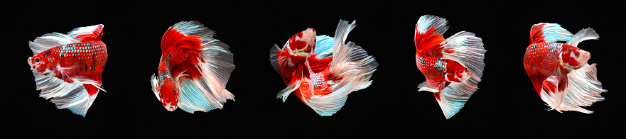 Set of Betta fish, Siamese fighting fish isolated on black background, Colorful animal