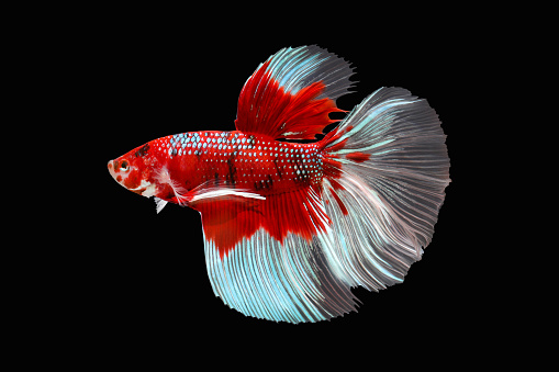 Beautiful Fish Pictures | Download Free Images on Unsplash