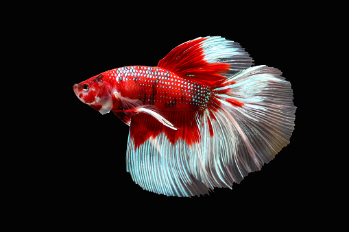 Betta fish, Siamese fighting fish isolated on black background, Colorful animal