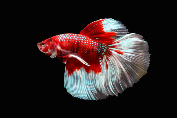 Betta fish, Siamese fighting fish Betta fish, Siamese fighting fish isolated on black background, Colorful animal siamese fighting fish stock pictures, royalty-free photos & images
