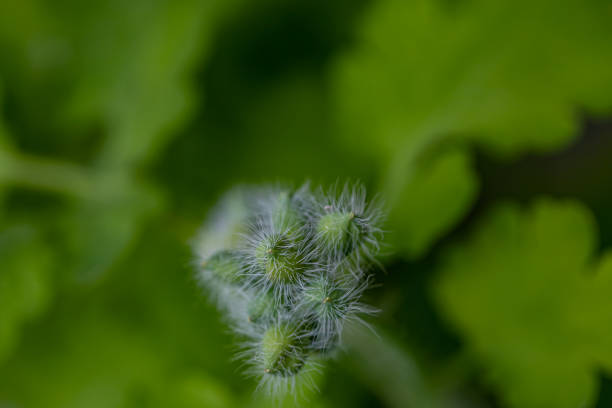 flowers captured in Bohinj valley Slovenia