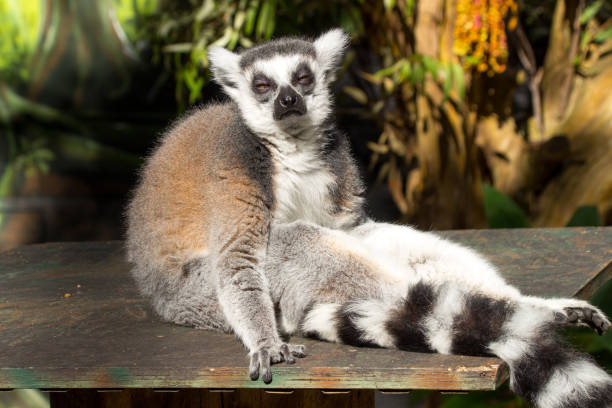 istock Ring tailed lemur sitting on a bench. Looking towards the camera with his eyes half open looking very relaxed.  Enjoying the sunshine.  Gold Coast Queensland Australia. 1411545073
