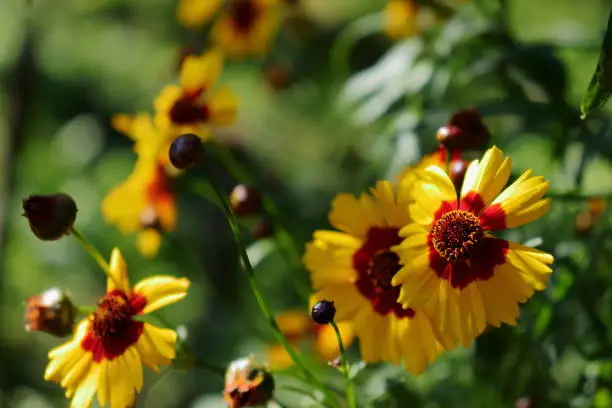 Photo of Coreopsis (Tickseed) flower blossoms