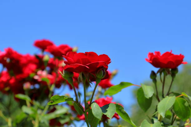 istock Romantic red Rose flower garden 1411545687
