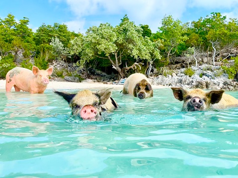 Four pigs swimming on beach at Big Majors Cay, Exuma, Bahamas. Near Staniel Cay.