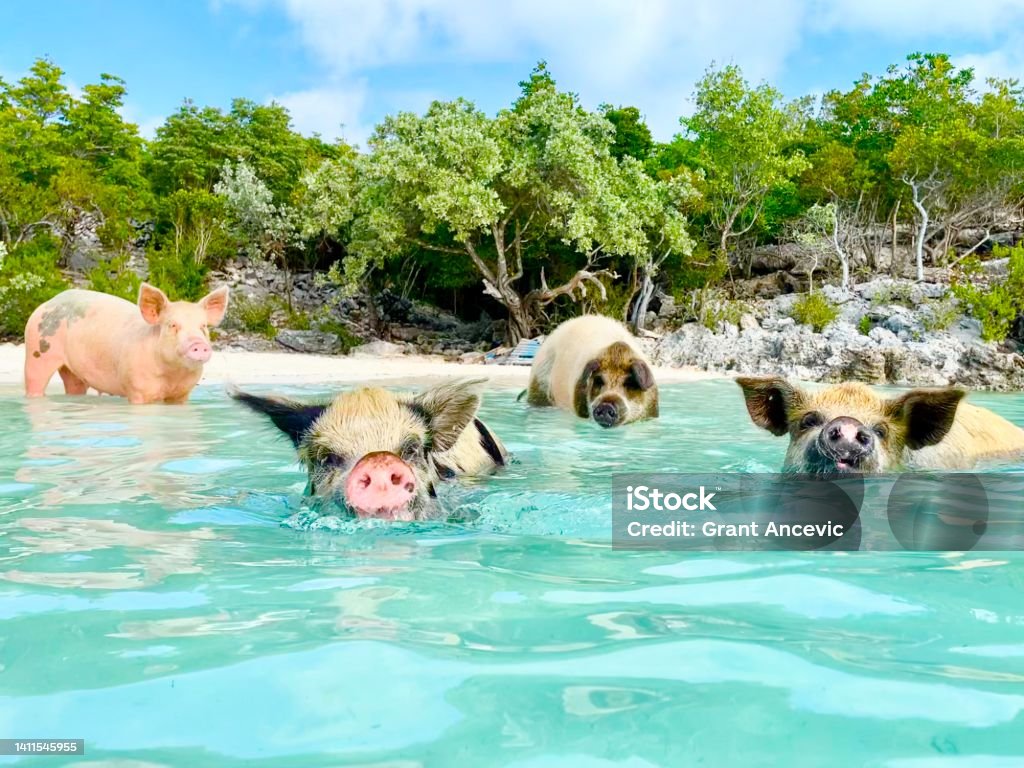 Pig Beach Bahamas Four pigs swimming on beach at Big Majors Cay, Exuma, Bahamas. Near Staniel Cay. Bahamas Stock Photo