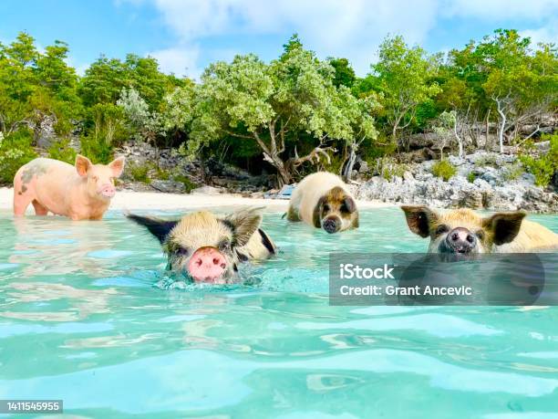 Pig Beach Bahamas Stock Photo - Download Image Now - Bahamas, Pig, Swimming