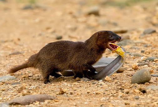 Mongoose is fighting with snake