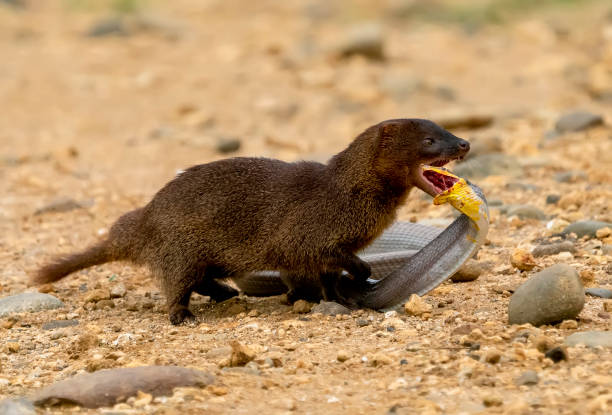 Mongoose Stock Photos, Pictures & Royalty-Free Images - iStock Mongoose Stock Photos, Pictures & Royalty-Free Images - iStock