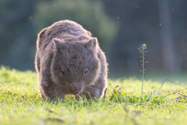 common wombat - common wombat imagens e fotografias de stock