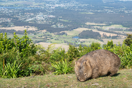 Common wombat (Vombatus ursinus) feeding in front of the lookout, Cambewarra mountain, NSW.