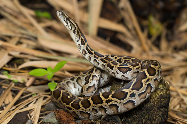 190+ African Rock Python Stockfoto's, afbeeldingen en royalty-free ...