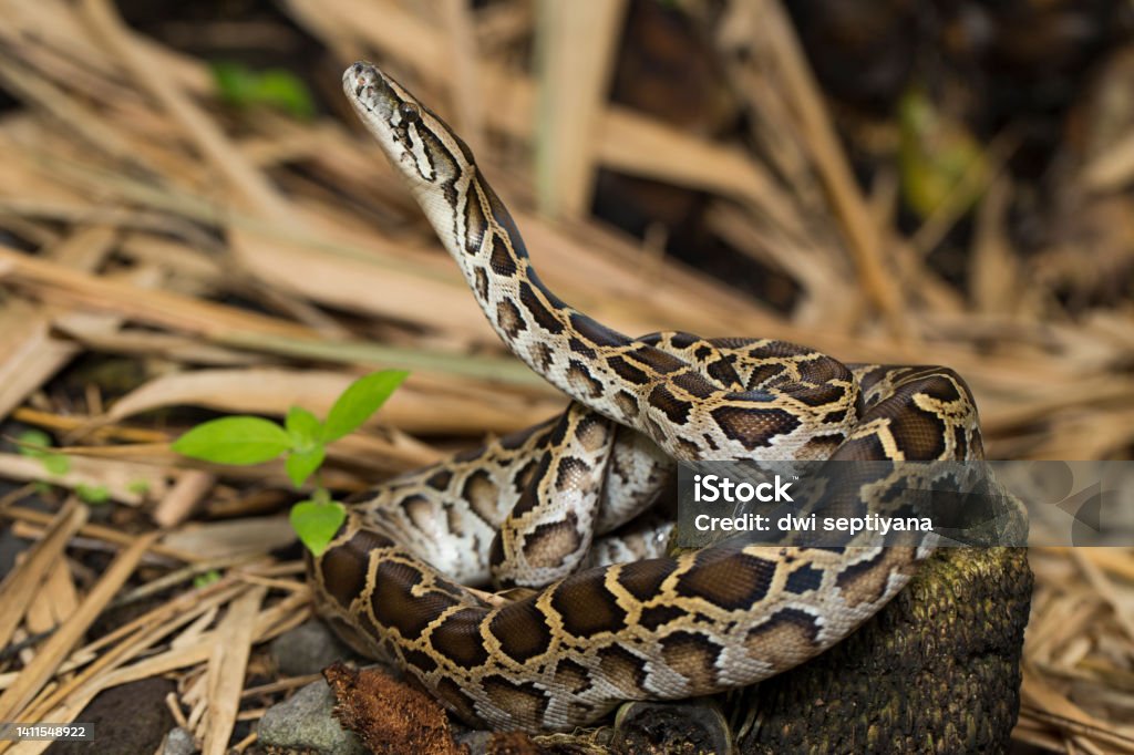 Snake Burmese Python molurus bivittatus
wild Snake Burmese Python molurus bivittatus
in the wild Reticulated Python Stock Photo
