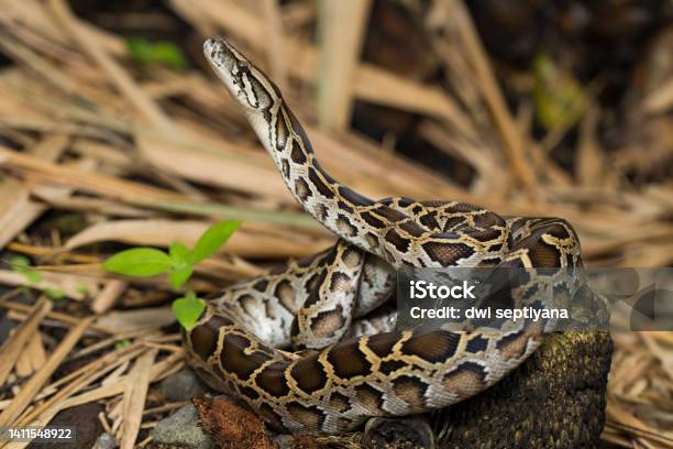 Snake Burmese Python Molurus Bivittatus Wild Stock Photo - Download Image Now - Reticulated Python, Burmese Python, African Rock Python