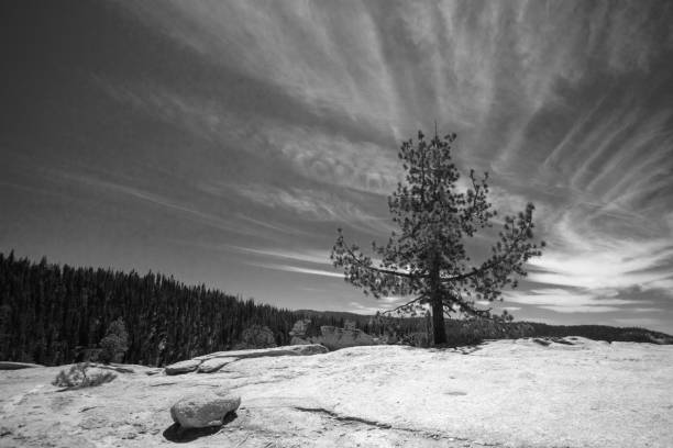 Lone pine tree under cirrus cloudscape at Taft Point in Yosemite National Park in Central California United States - black and white