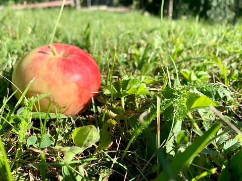 Ripe apple on the grass