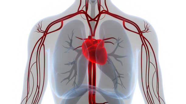 istock Human Circulatory System Heart Anatomy 1411553919