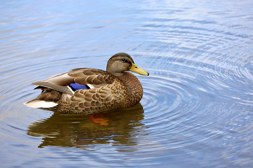 Female duck with sky reflection in blue water