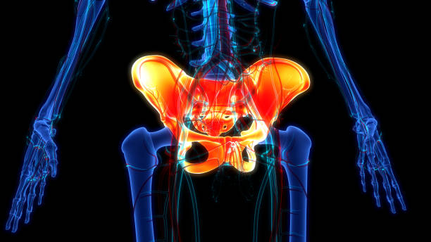 istock Human Skeleton System Pelvic Girdle Bone Joints Anatomy 1411553987