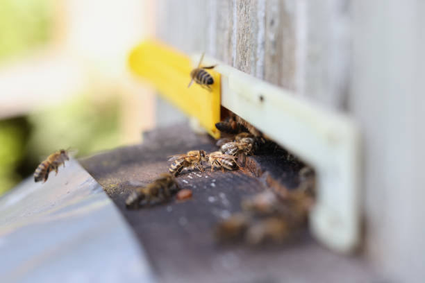 istock Bees are working on laying propolis in hive closeup 1411554782