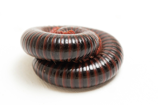The millipede rolled into a circle isolated on white background