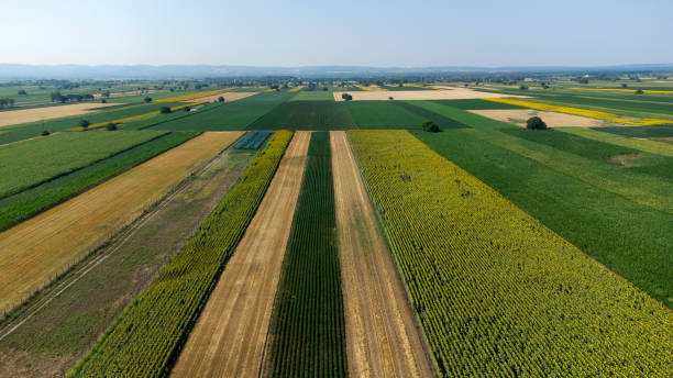 istock blooming sunflower fields in Vojvodina seen from above 1411555679