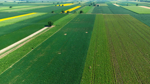 istock blooming sunflower fields in Vojvodina seen from above 1411555705