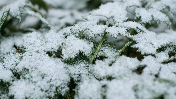 Photo of First snow on green grass, top view. Concept first snow in autumn, early winter, cold weather.