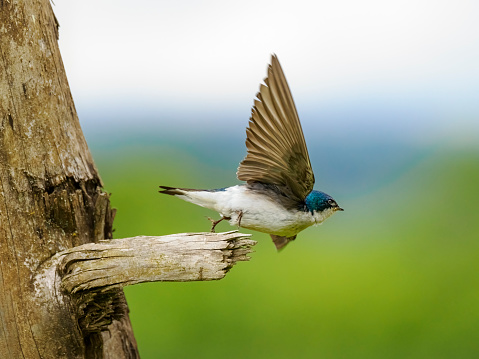 Tree Swallow (Tachycineta bicolor) in the Willamette Valley of Oregon. Taking off from a tree snag.