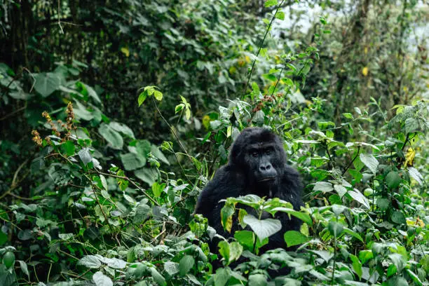 Photo of Portrait of a mountain gorilla. Bukavu in the DRC.