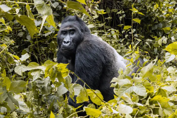 Photo of Portrait of a mountain gorilla. Bukavu in the DRC.