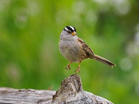 A White-crowned sparrow jumping up from a tree snag in the Willamette Valley of Oregon. Has a soft, defocused background.