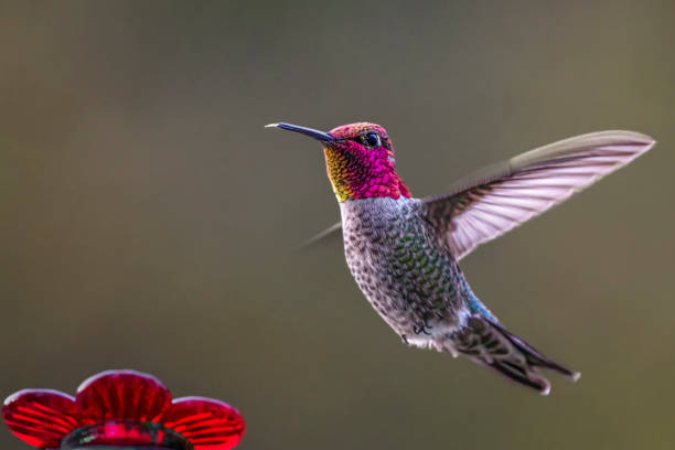 A hummingbird flying in the Willamette Valley of Oregon. Has a soft background.