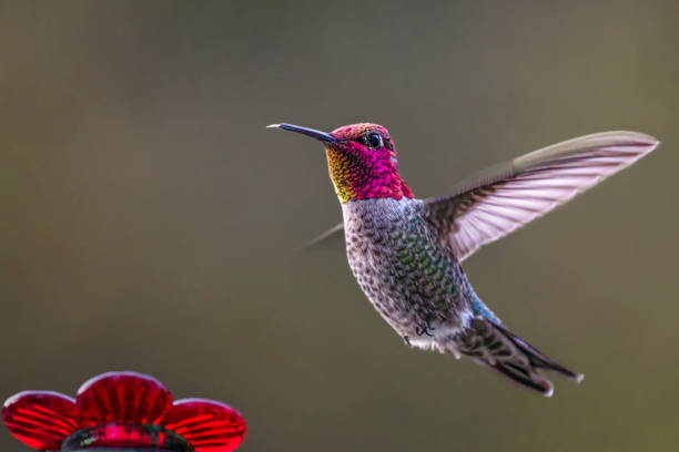 Hovering Hummingbird Soft Background in Western Oregon stock photo