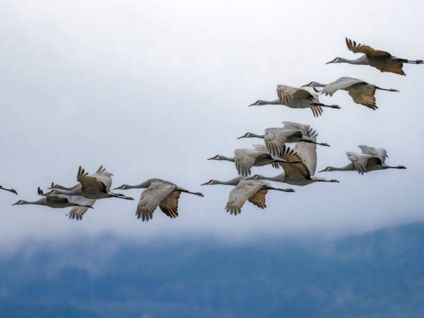 안개가 자욱한 아침 노스 웨스트 오레곤에서 날아 다니는 sandhill 크레인 - winter migration 뉴스 사진 이미지