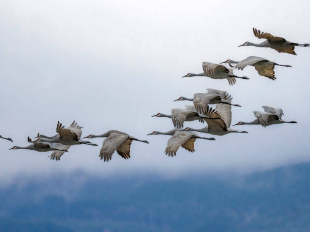 Sandhill Cranes Flying on Foggy Morning Northwest Oregon stock photo