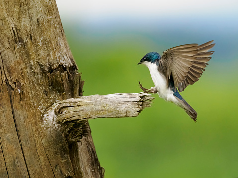 Tree Swallow (Tachycineta bicolor) in the Willamette Valley of Oregon. Ready to land on a tree snag.