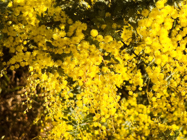 istock Golden Wattle Blossom in Winter 1411555921