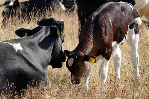 Calf and cow. Mother and child contact each other. The owner believes in natural cows and doesn't remove their horns. The calf has a black-red coat. This means it has the telstar gene.