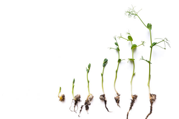 istock micro greens pea shoots in different grown stages lined up in a row against a white background 1411558727