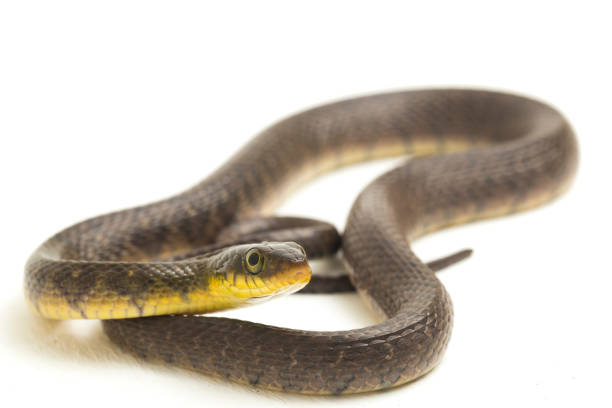 istock Water Snake Triangle Keelback Xenochrophis trianguligerus on white background 1411558757