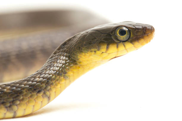 istock Water Snake Triangle Keelback Xenochrophis trianguligerus on white background 1411558775