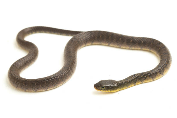 istock Water Snake Triangle Keelback Xenochrophis trianguligerus on white background 1411558778