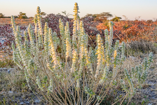 Lavender Croton (Croton gratissimus) at Etosha National Park in Kunene Region, Namibia