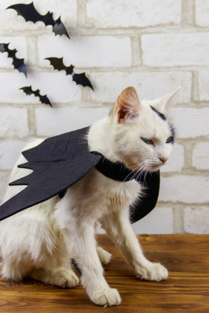 istock Beautiful cat wearing in Halloween bat costume 1411560046