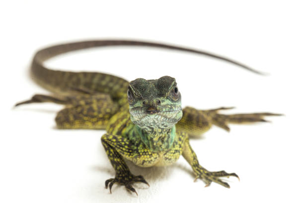 istock Close up Baby Juvenile Sailfin Dragon Lizard Hydrosaurus weberi on white background 1411560312
