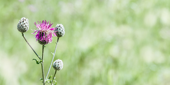 Thistle flowers against blurred green grass with bokeh. Wild field plant weed thorn close-up. Nature background with pink meadow flower. Outdoors natural bloom, nature aesthetic wide banner, copyspace