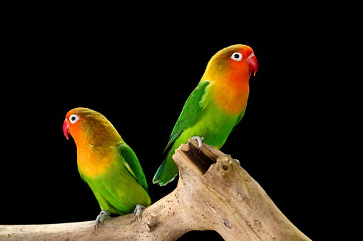 Colorful parrots on a branch. Couple with problems. ;)