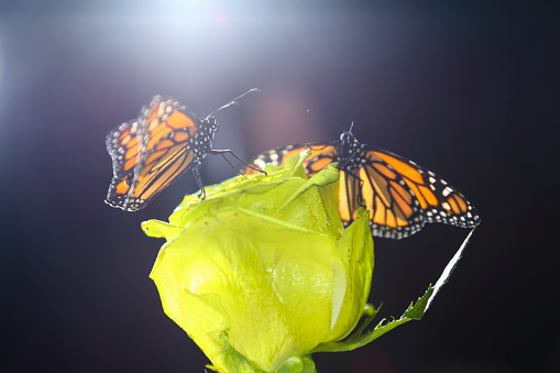 Two butterflys sitting on a yellow rose isolated on black. Monarch butterfly on black background.
