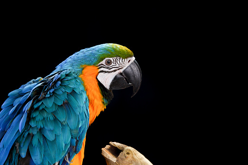 Macaw parrot sitting on tree branch on black background.